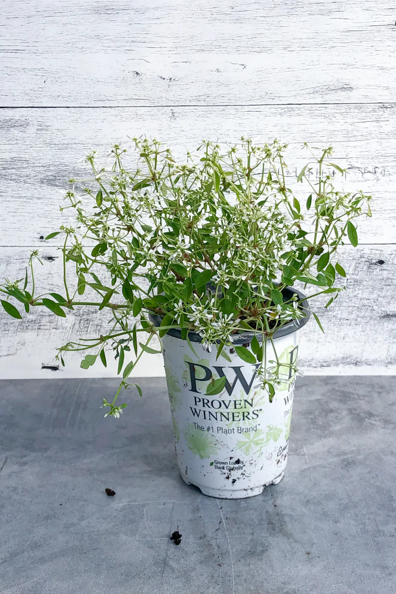 Spurge, Diamond Frost - Image 2
