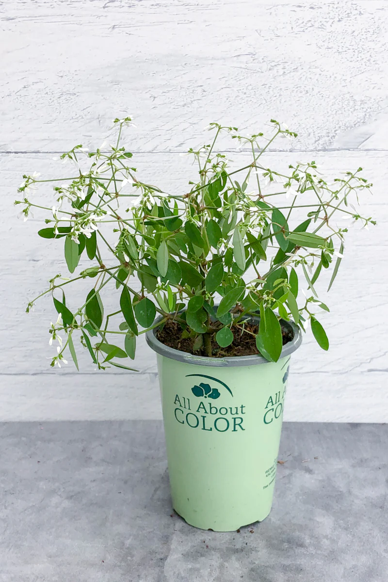 Euphorbia, Glitz - Image 2