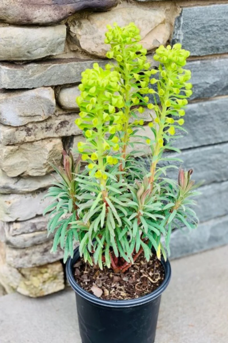 Spurge, Shorty - Image 2
