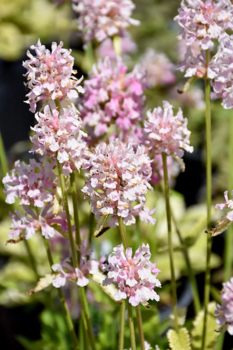 Stachys, Pink Cotton Candy