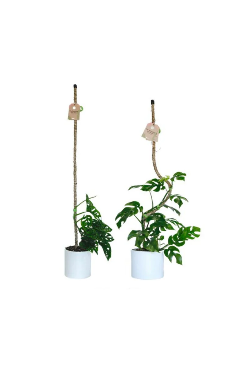 Mossify Bendable Coir Pole 30" - Image 2