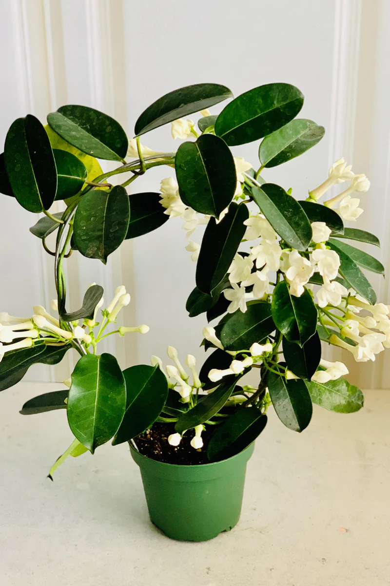 Stephanotis, Madagascar Jasmine 5" Hoop - Image 2