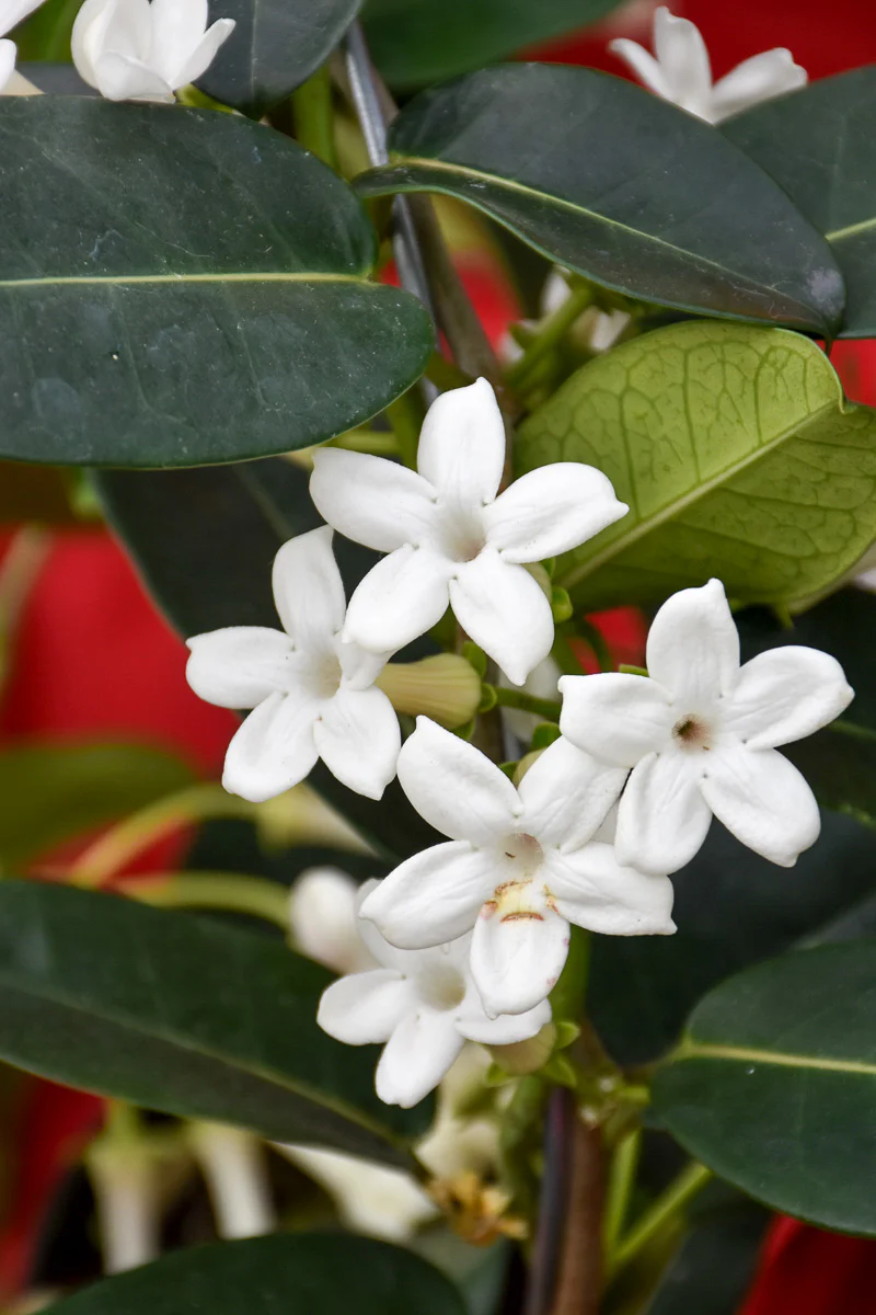 Stephanotis, Madagascar Jasmine 5" Hoop - Image 3