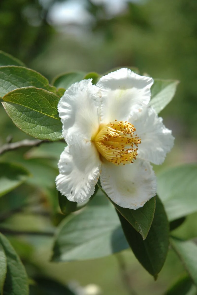 Stewartia, Japanese