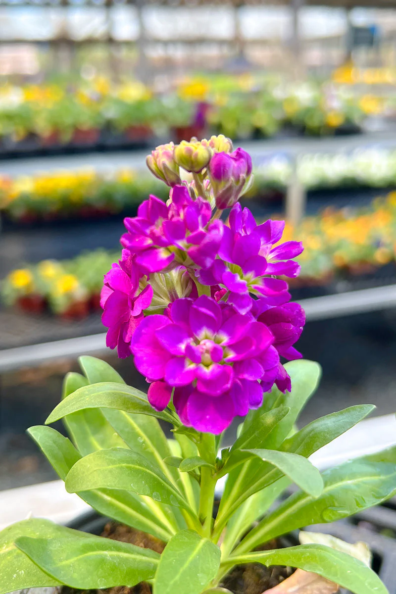 Stock Purple