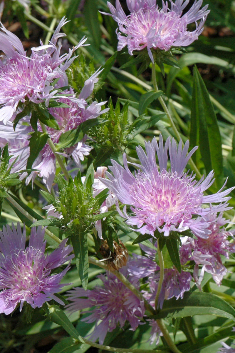 Stoke's Aster, Blue Danube