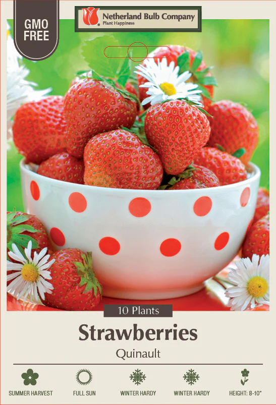 Fragaria Strawberry Bulb Quinault 10/Pack