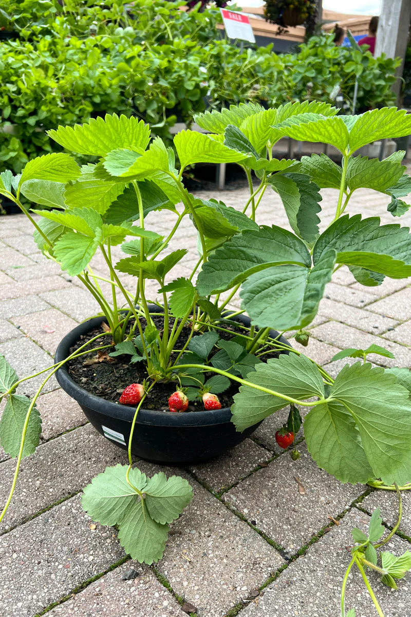 Strawberry, Combo Bowl