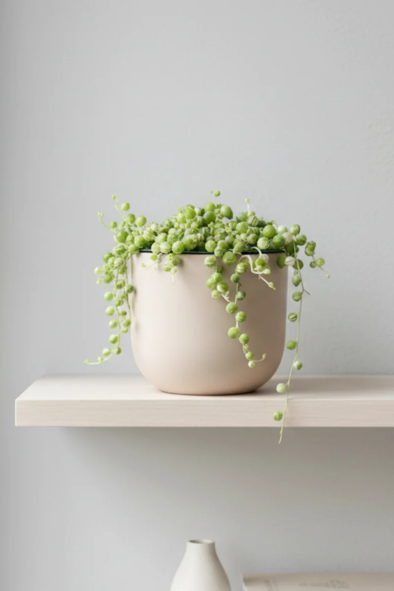 Succulents, String of Pearls Variegated 4"