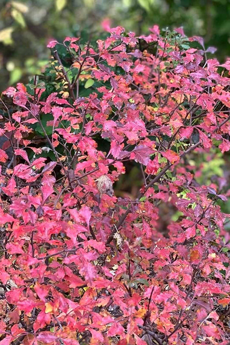 Sumac, Lacette - Image 2