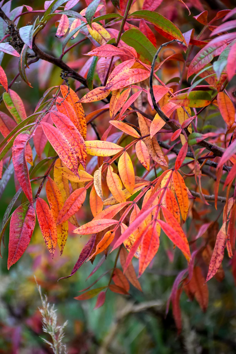 Sumac, Prairie Flame