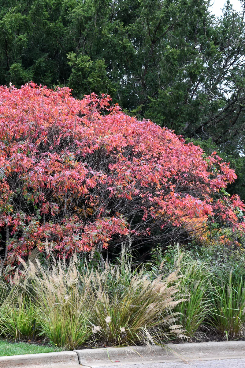 Sumac, Prairie Flame - Image 3