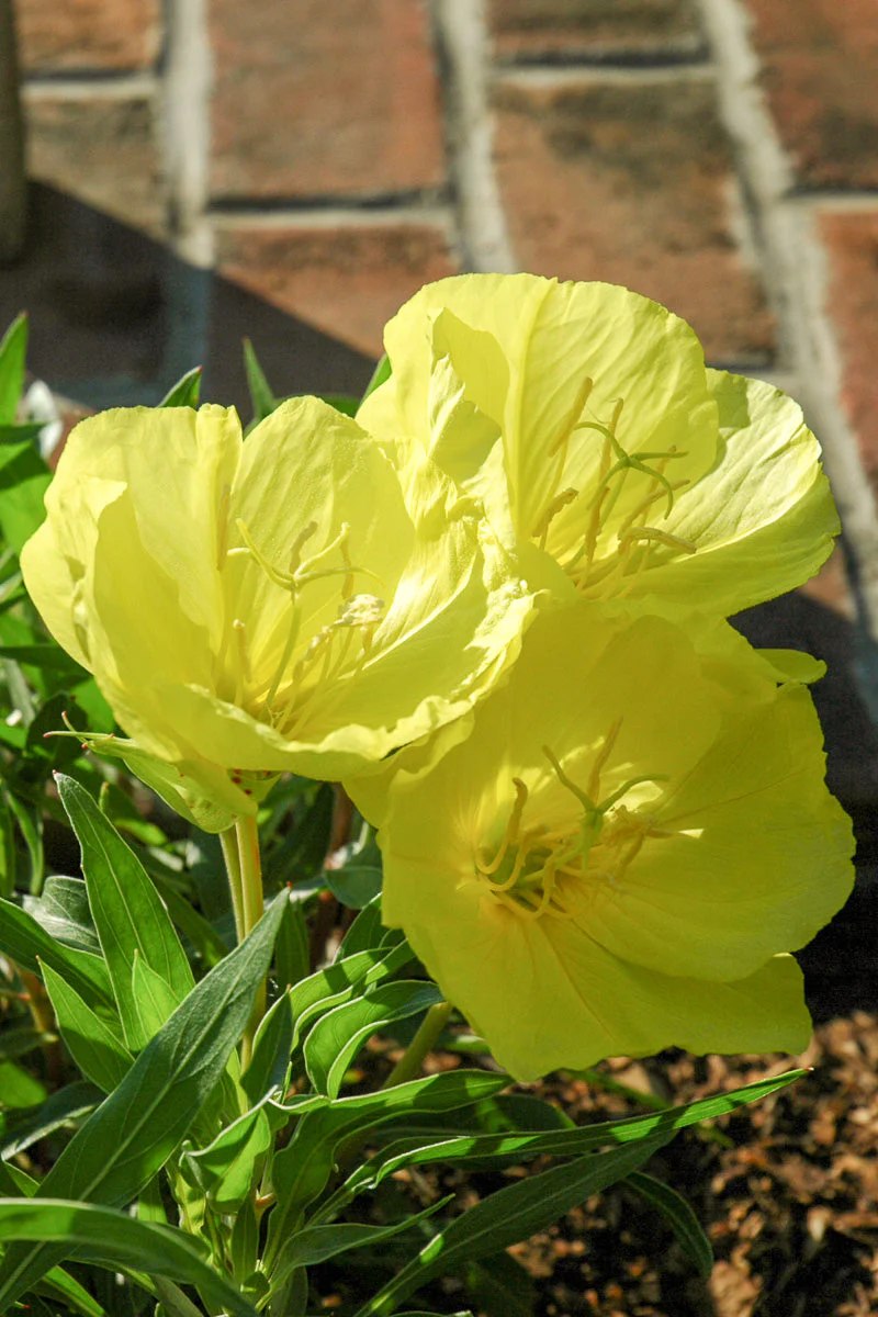 Sundrops, Ozark