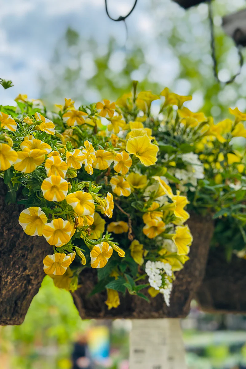Sunny Delight, Fiber, Hanging Basket