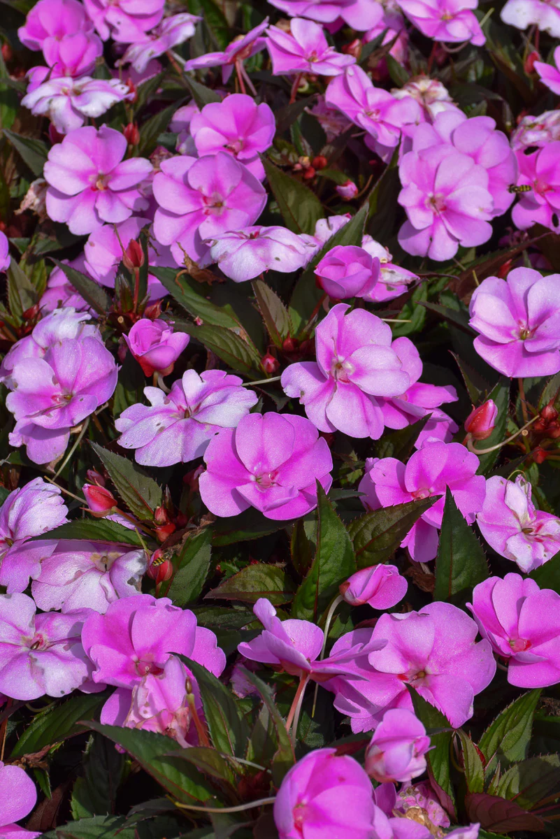 Impatiens, Sunpatiens Lavender Splash - Image 2