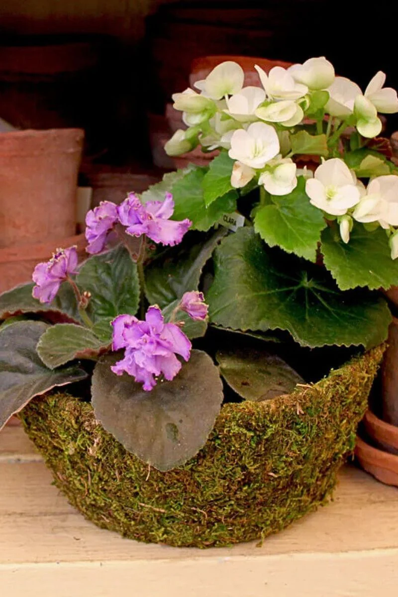 SuperMoss Roseville Deco Basket Large