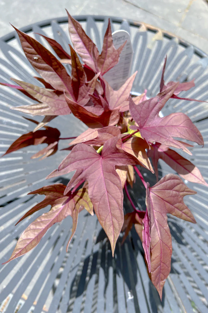 Sweet Potato Vine Caroline R