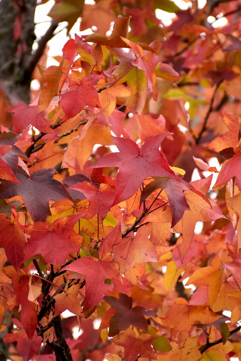 Sweetgum