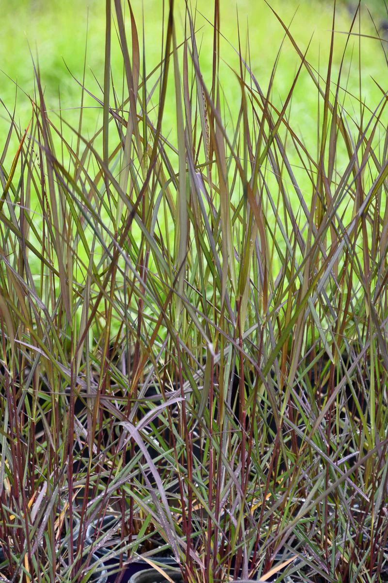 Switchgrass, Dust in the Wind