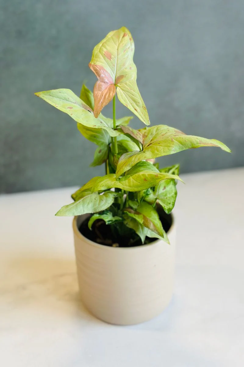 Syngonium, Milk Confetti 4" - Image 2