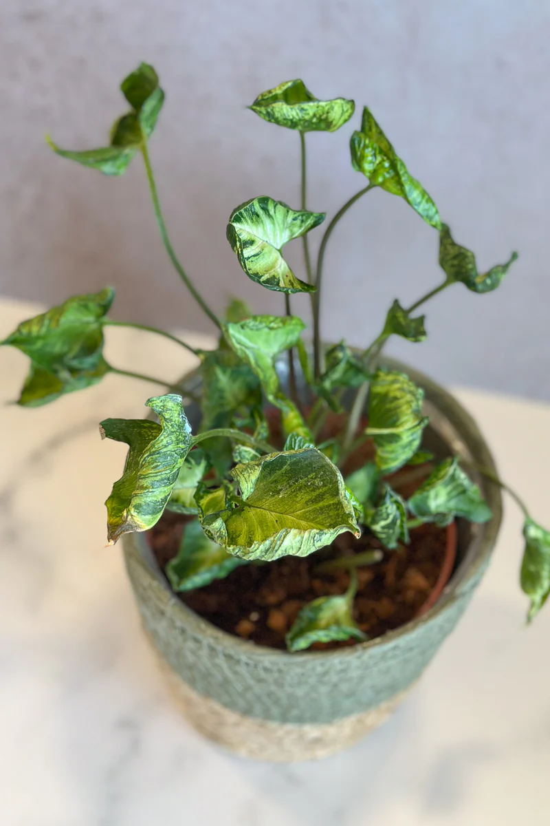 Syngonium, Nepthytis Godzilla 6"