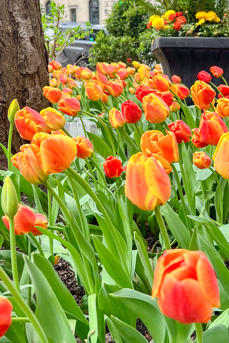 The Magnificent Mile™ Tulip Bulbs - Gift Box of 20 - Image 4