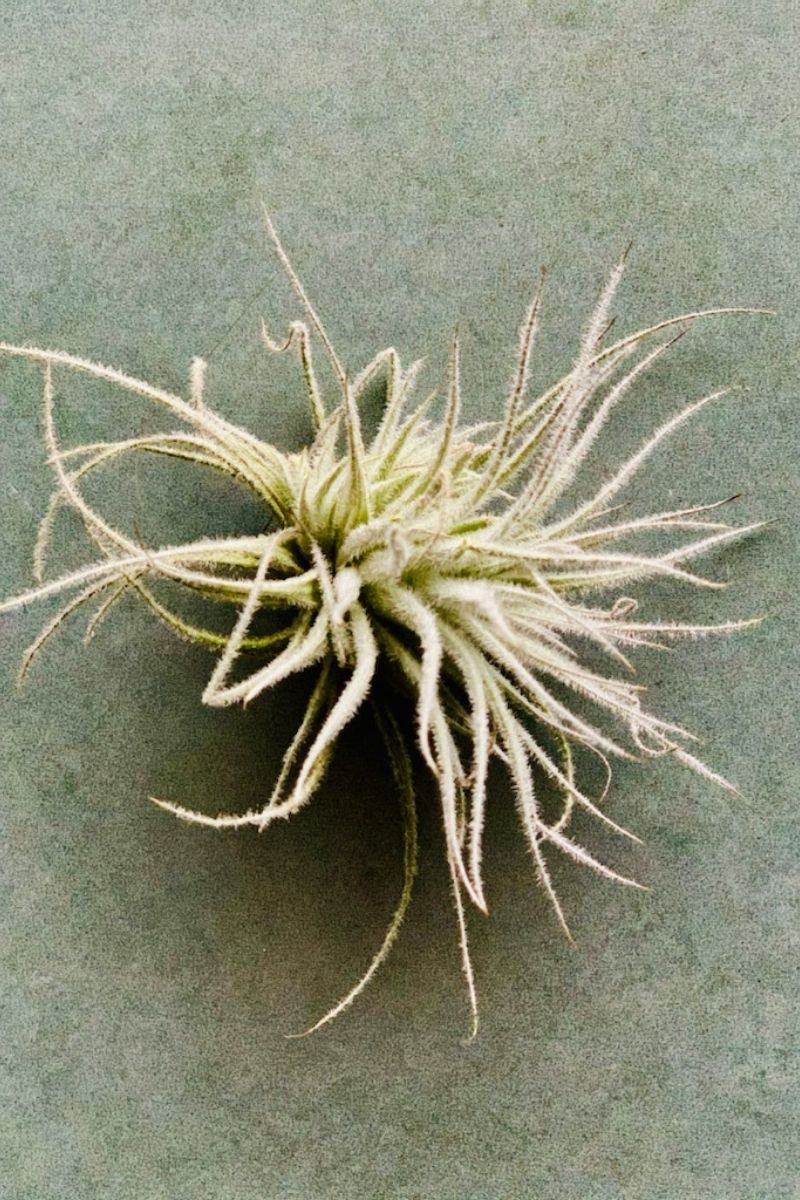 Tillandsia, Tectorum 4-5"