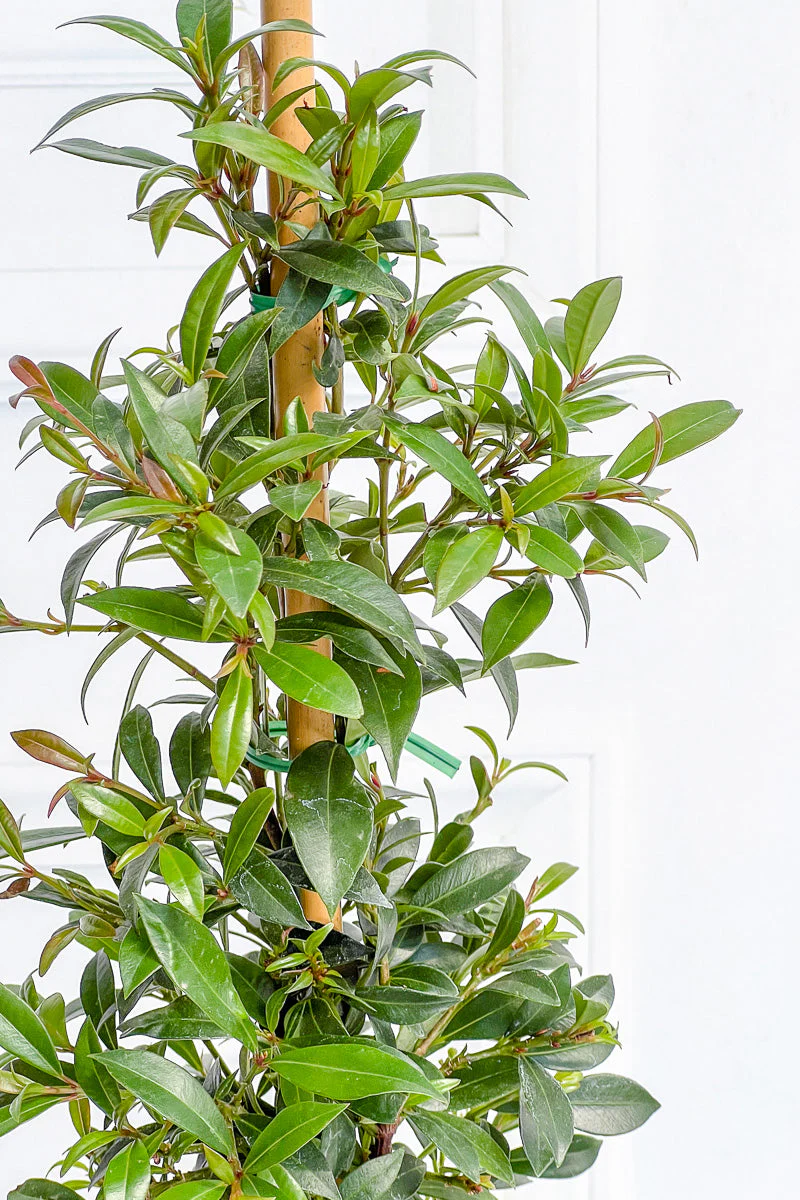 Eugenia, Topiary Column 5" - Image 3