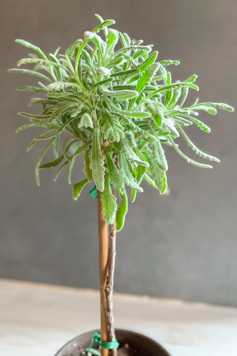 Lavender, Topiary Goodwin Creek 4" Grey Clay Pot - Image 3