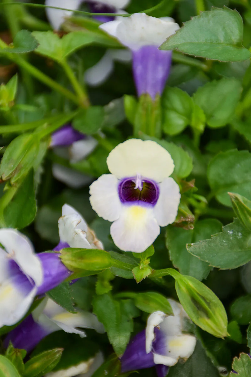 Torenia Catalina Grape - Image 2