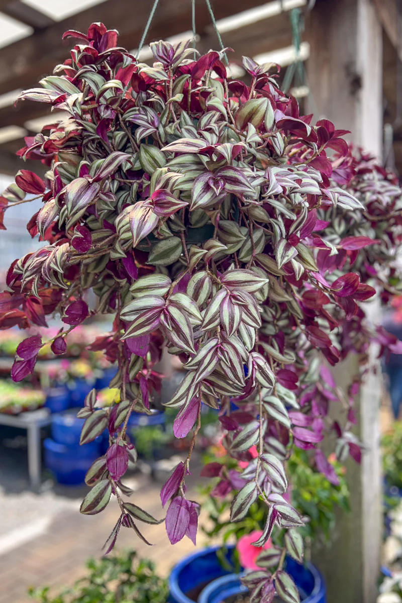 Tradescantia, Zebrina 10" Hanging Basket