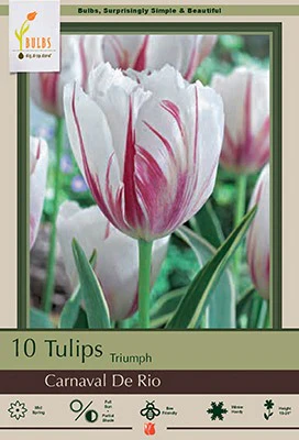 Carnaval De Rio Tulip Bulbs 7 Pack