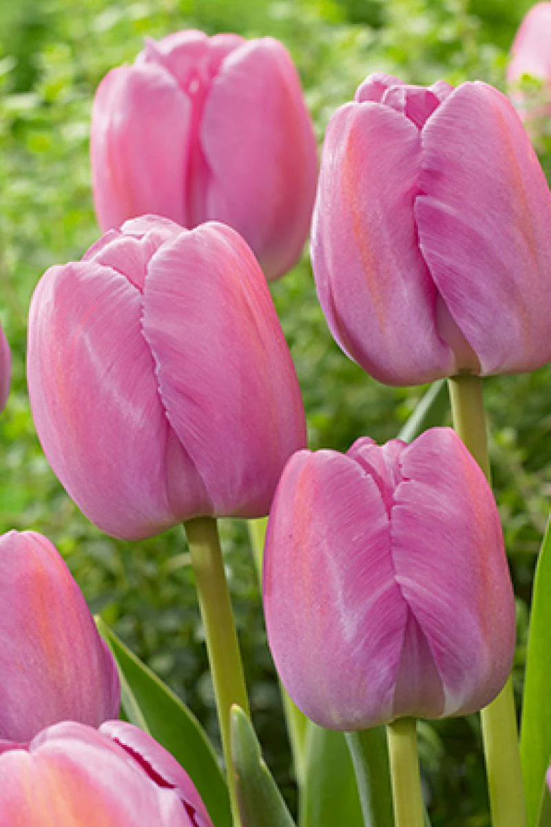 Tulip Pink