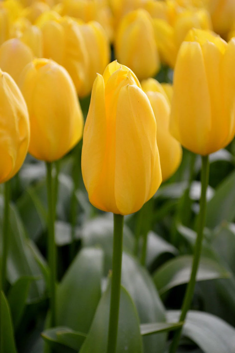 Tulip, Yellow 4"