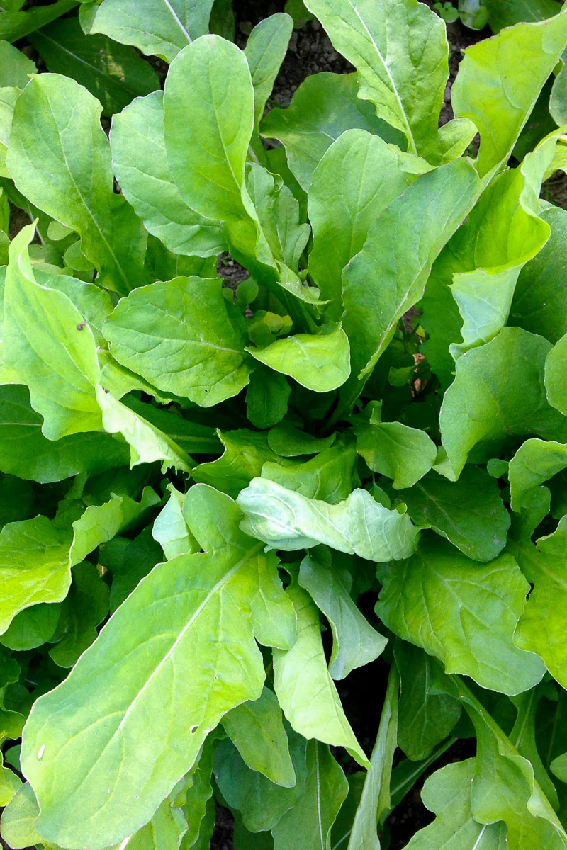 Vegetable,Arugula Astro