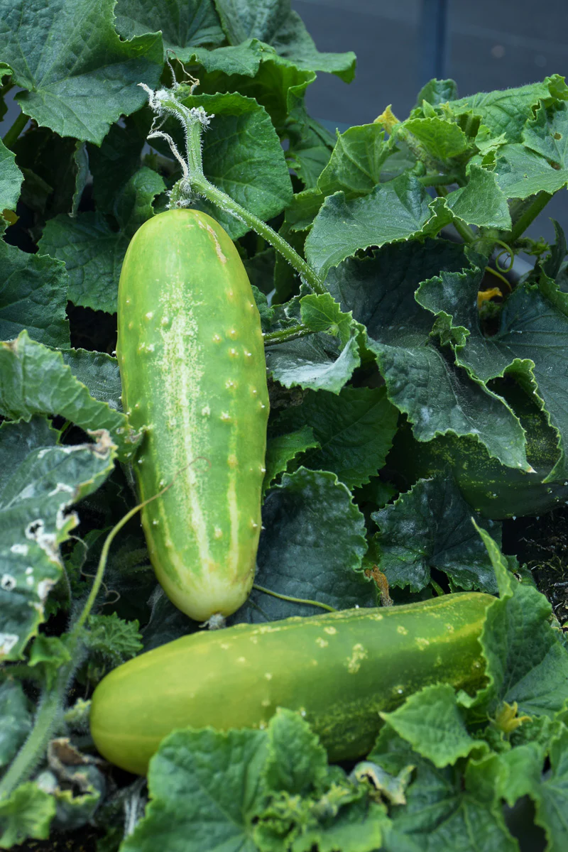 Vegetable, Cucumber Patio Snacker