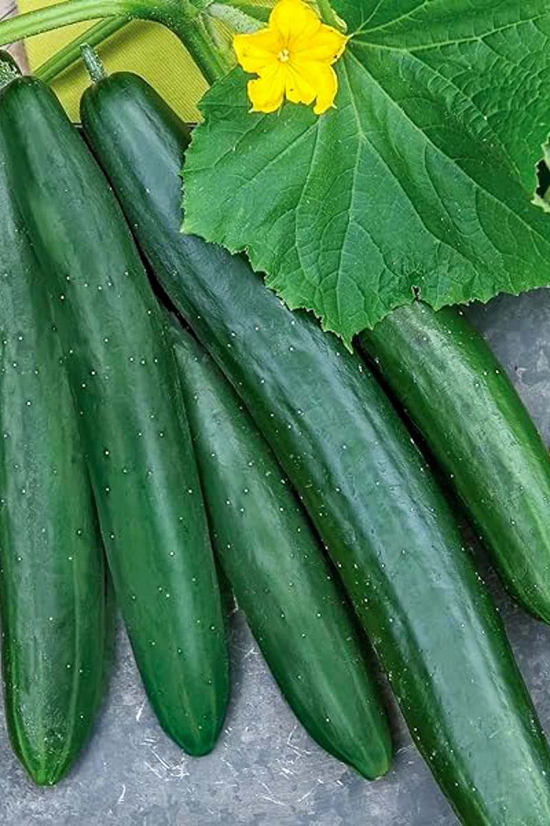 Vegetable, Cucumber Summer Top