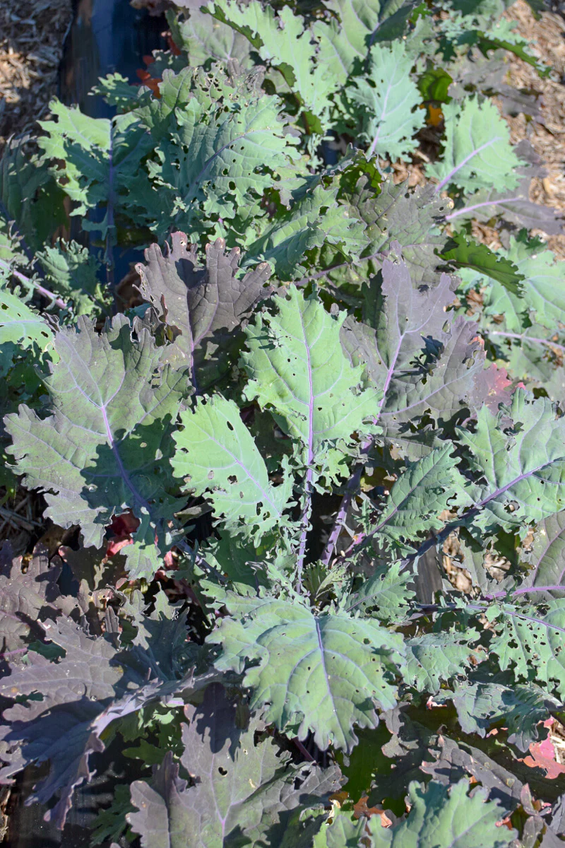 Vegetable,Kale Red Russian - Image 2
