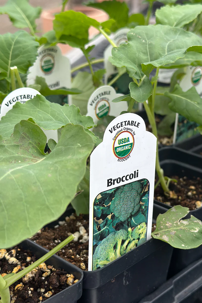 Vegetable, Organic Broccoli - Image 2