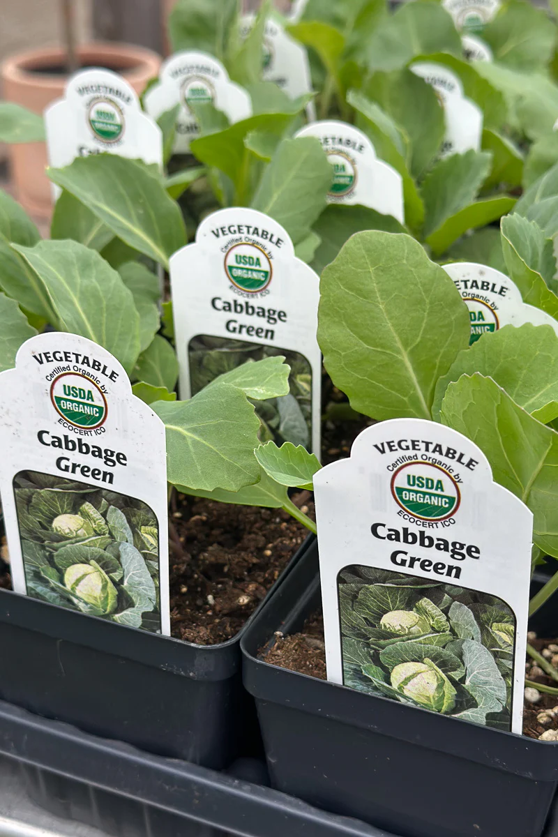 Vegetable, Organic Cabbage Green
