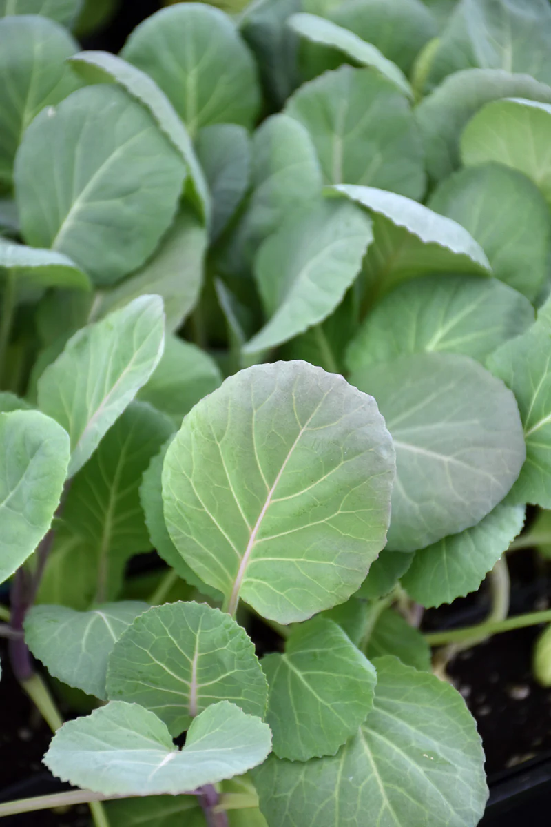 Vegetable, Organic Collards