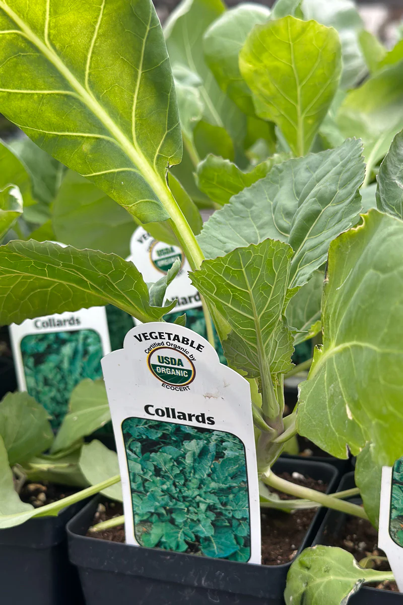 Vegetable, Organic Collards - Image 2