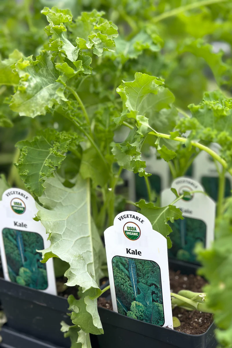 Vegetable, Organic Kale Green C
