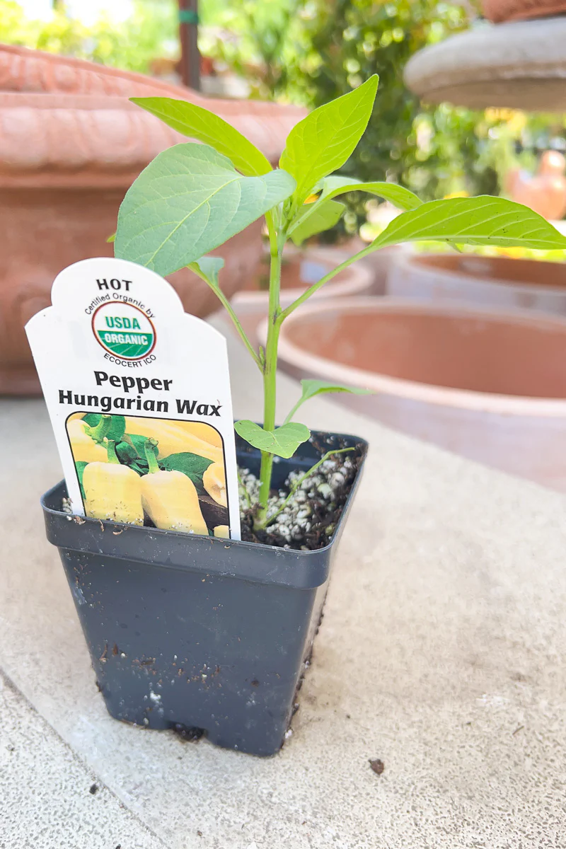 Vegetable, Organic Pep Hu Ht Wa