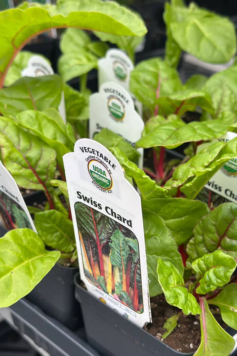 Vegetable, Organic Swiss Chard