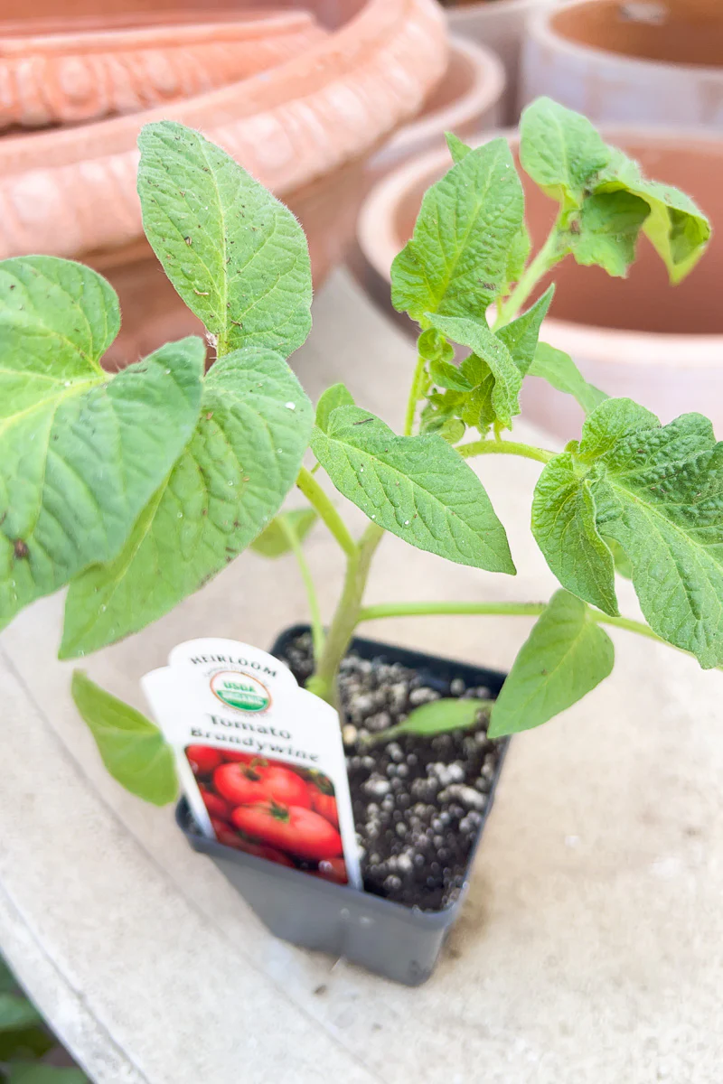Vegetable, Organic Tomato Brandywine Red