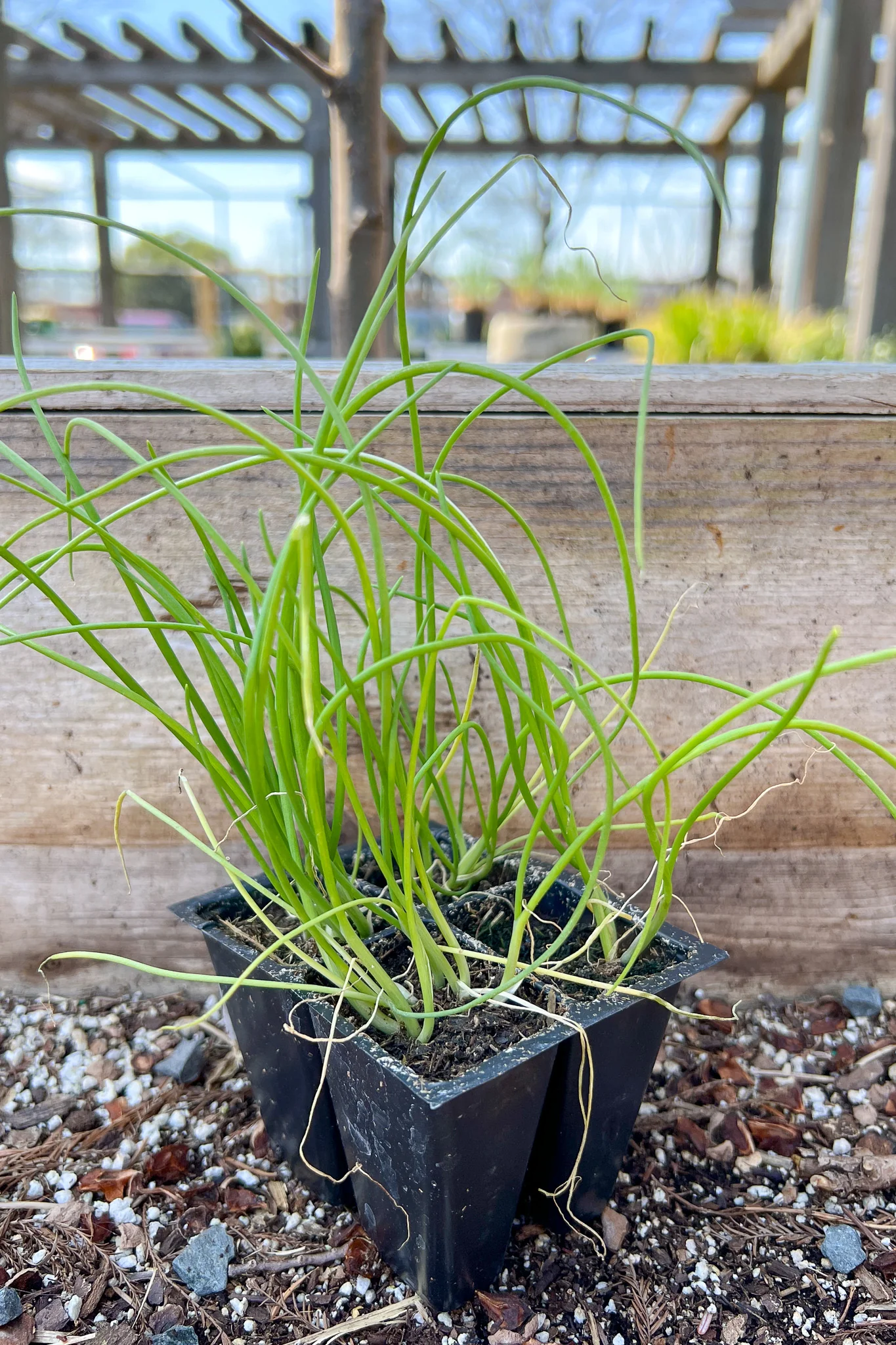 Vegetable, Organic Yellow Onion