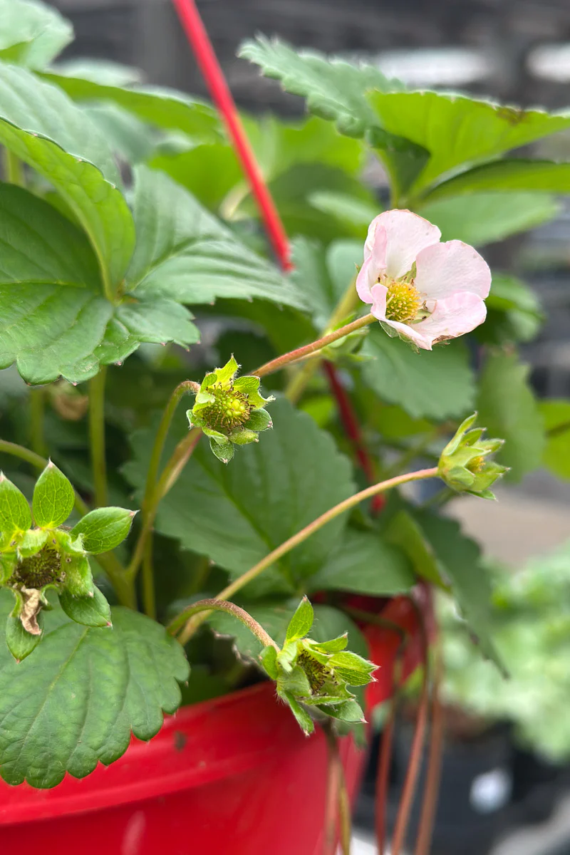 Fruit, Strawberry Appleblossom - Image 2