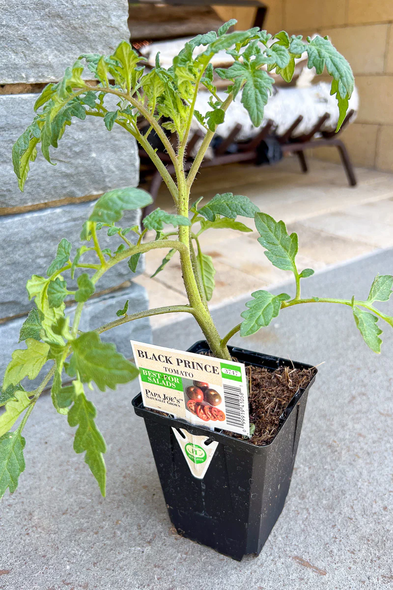 Vegetable, Tomato Black Prince