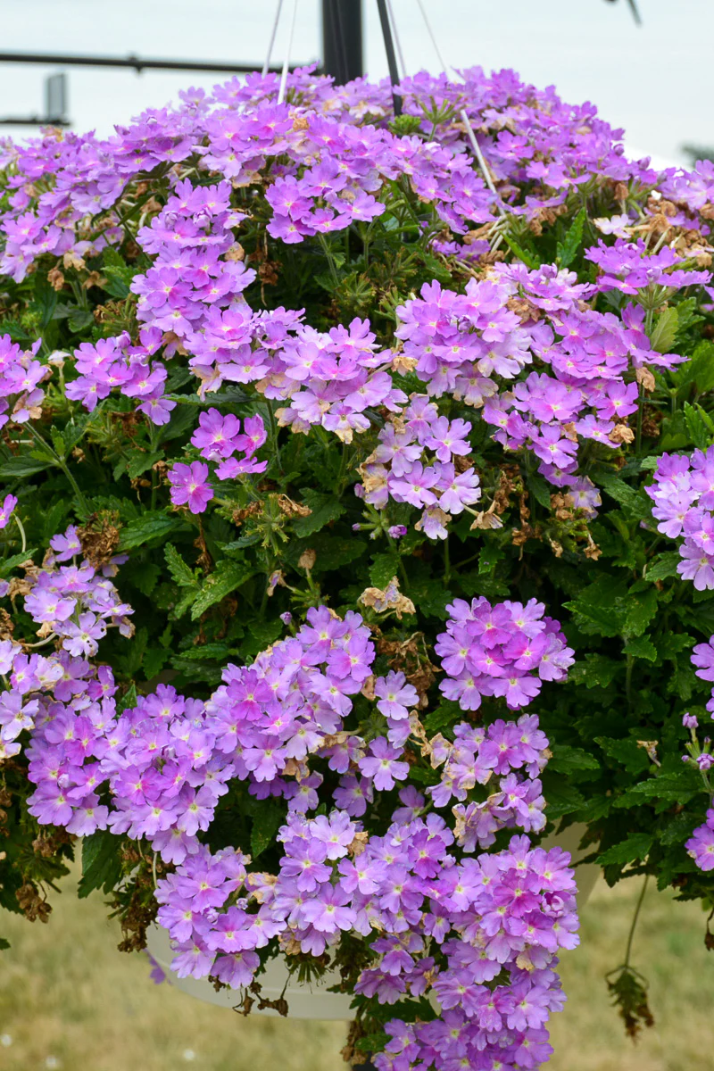 Verbena, Cadet Lavender Blue - Image 2